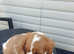 2 beautiful king Charles cavaliars