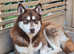 siberian huskys
