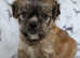 Adorable fluffy pugs pugapoos  REDUCED