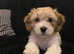 2 Lhasa apso puppies for sale