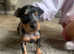 RARE BLACK & TAN MERLE BEAUTIFUL MINIATURE PINSCHER GIRL