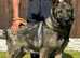 READY NOW!!ONLY 1...GIR LEFT OUTSTANDING LITTER OF KC REGISTERED GSD READY 14th APRILL
