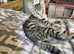 Savannah x kitten
