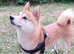 Female Shiba Inu