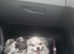 Beautiful merl pomeranian girl