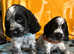Show type cocker spaniel puppies
