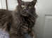 Blue maine coon male for stud services