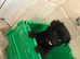 Cockapoo puppies