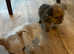 Jack Russell X Norfolk Terrier puppies