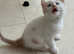 Amazing British longhair/shorthair blue eyes kittens