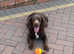 Working KC cocker spaniel