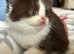 Chocolate and white (bi) British chunky shorthair kitten