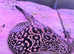Black Diamond & Pearl (MALE) Stingray Pair For Sale