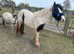 12.2hh Mare ( possibly in foal)