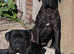 Cane Corso Italian mastiff stunning puppies