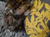 GCCF REGISTERED PERSIAN KITTENS