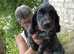 Jeronimo 3 month Sprocker pup boy really special, social and in perfect health looking for a home