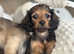 6 stunning mini long Daxie girls and boys