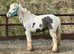 beautiful Lead rein/project pony