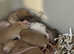 Adorable Baby Rats Bucks & Does Males Females