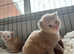 Full breed maine coon kittens