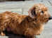Gorgeous Mini-Wire Dachsund Boy