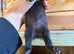 Solid black ferret kits