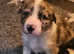 Unique blue eyed blue merle border collie puppies