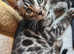 Pedigree bengal kittens