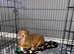 Alapaha blue blood bulldog