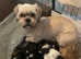 Lhasa apso Shih tzu