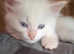 Siberian / Ragdoll