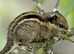 Striped squirrel