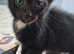Beautiful moggie x oriental kittens