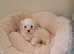 Baby girl shihpoo £350 if taken today