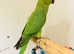 Beautiful young Indian ringnick parrot