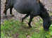 Shetland x yearling filly