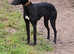 Beddy whippets lurcher pups