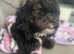 Our beautiful Marley 17 month shihpoo