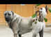** Kangal x Cane Corso - One Puppy only **