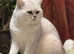 Beautiful British Shorthair kittens
