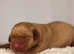 Labradors Raised Right