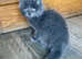 Maine coon cross ragdoll male solid blue