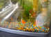 X4 cold water fish with 60L TANK, etc.