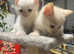 Kitten studs + queens for sale colourpoints cross russian blue