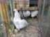 Silkie cockerels white free