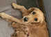 Beautiful chunky golden retrievers for sale