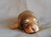 Long haired miniature dachshund for sale.