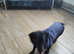 Rehoming 2 year old mini Dachshund black and tan girl