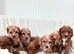 Show type cockapoo puppies
